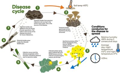 Corteva-Sclerotinia-disease